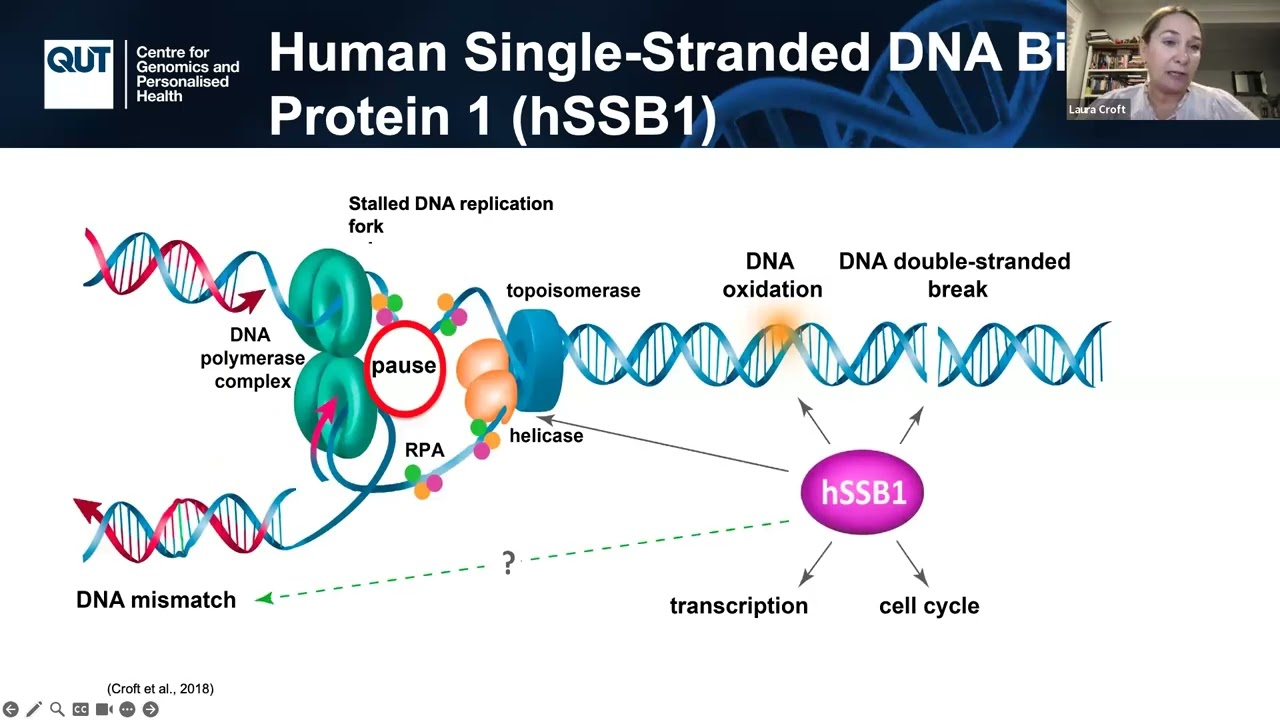 Cytotoxicity of Modified Oligonucleotides: Sequence & Structure Impact | Dr. Croft & Dr. Fisher