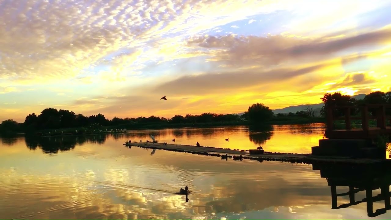 Birds and Nature / The most peaceful morning at Lake Hyoko 🇯🇵　 Nature Sounds, No music
