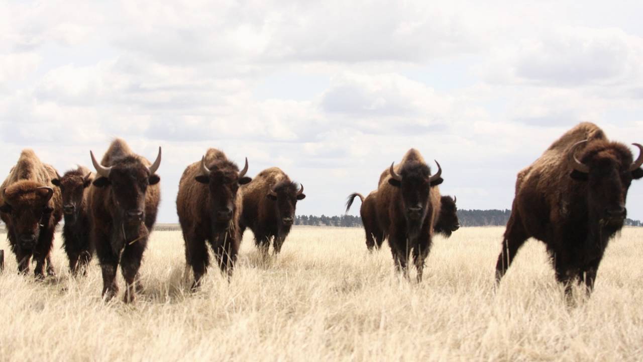 Conservation Success Stories:  The American Bison