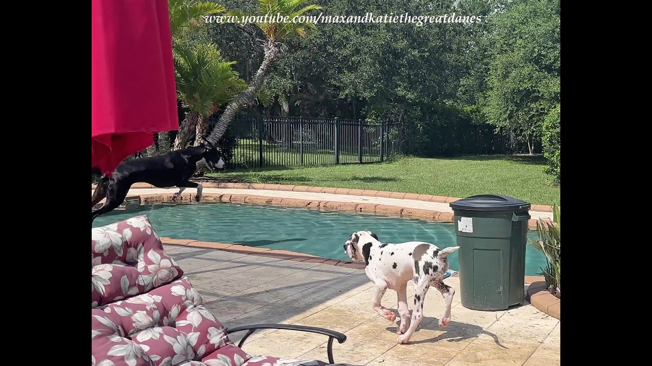 Funny Great Dane & Puppy Enjoy Backyard Zoomies & Cannonball Pool Fun