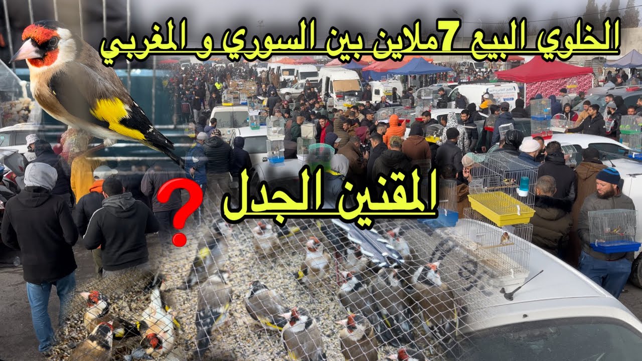 المقنين الخلوي بسعر 7ملاين يا مواطن  وتضارب الأراء بين المقنين المغربي و المهاجر السوري في الأسواق