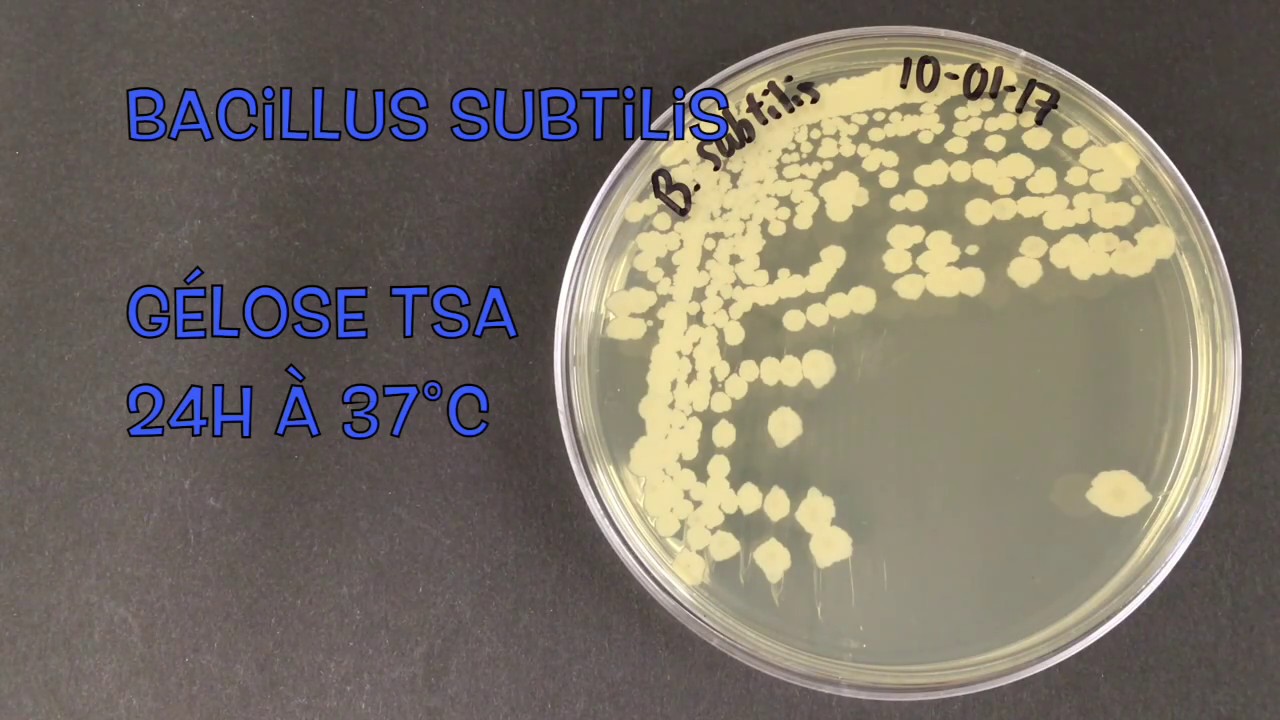 Bacillus subtilis