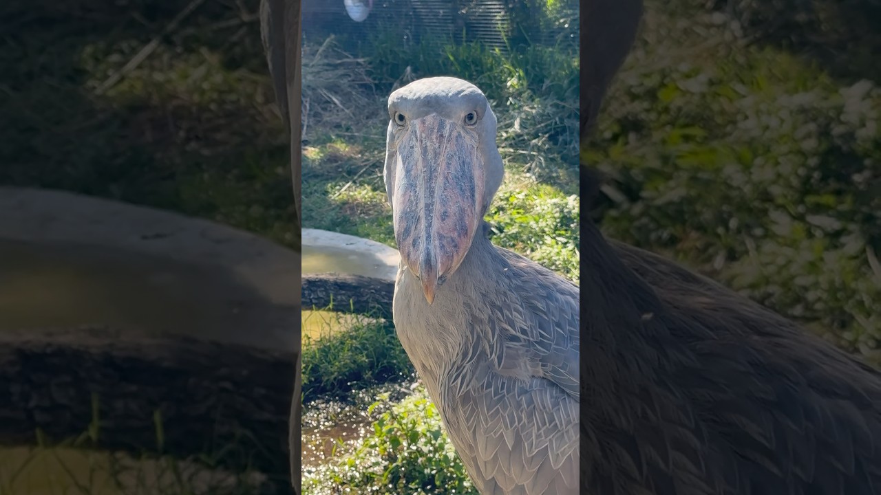 Jurassic Giant: Encounter with the Shoebill Stork