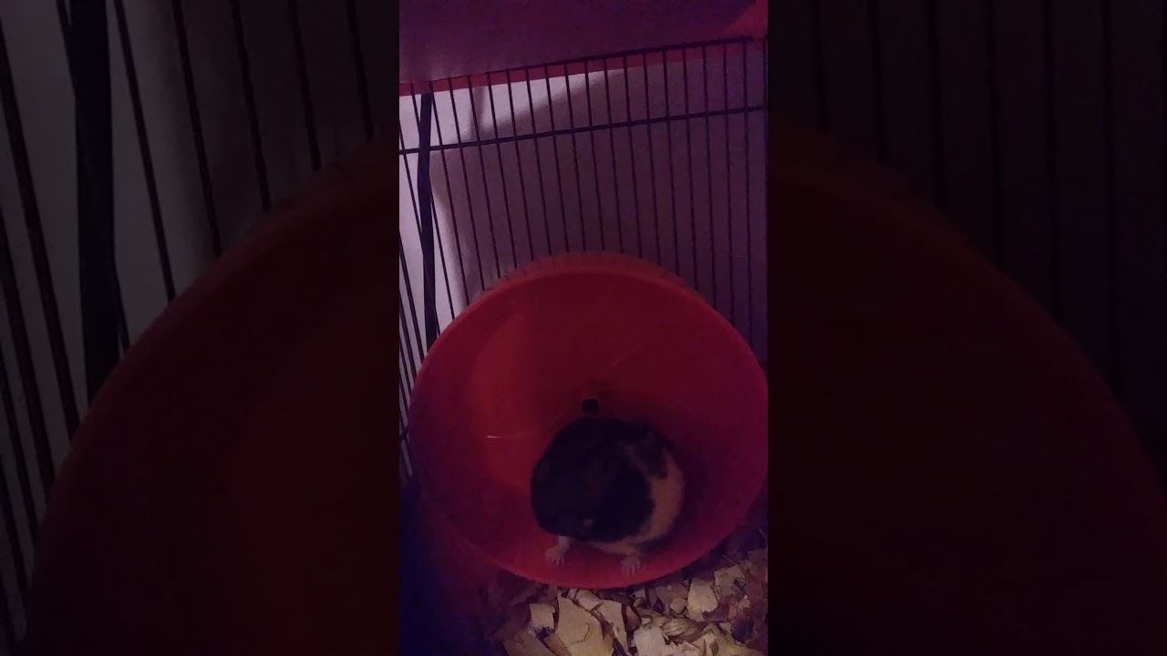 Gizmo the posing hamster