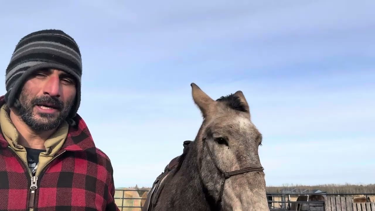 Working Mule - 2