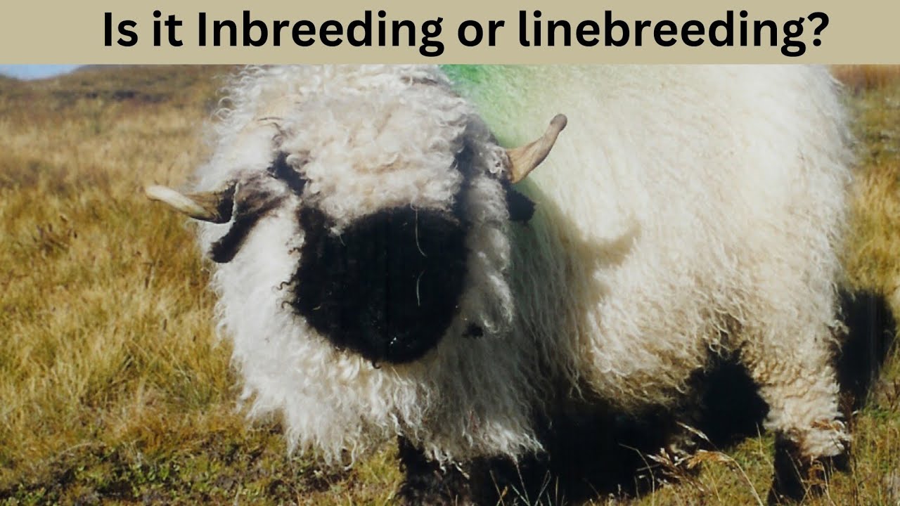 Is it Linebreeding or Inbreeding?  NZ Blacknose Valais secret they don't want to talk about.