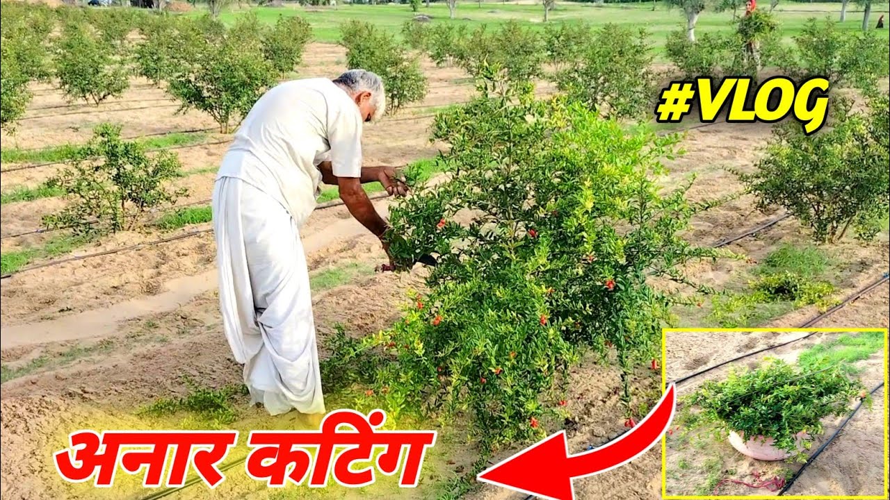 #VLOG : बगीचे में अनार के पौधों की कटिंग / anar ki cutting kaise hoti hai / pomegranate pruning