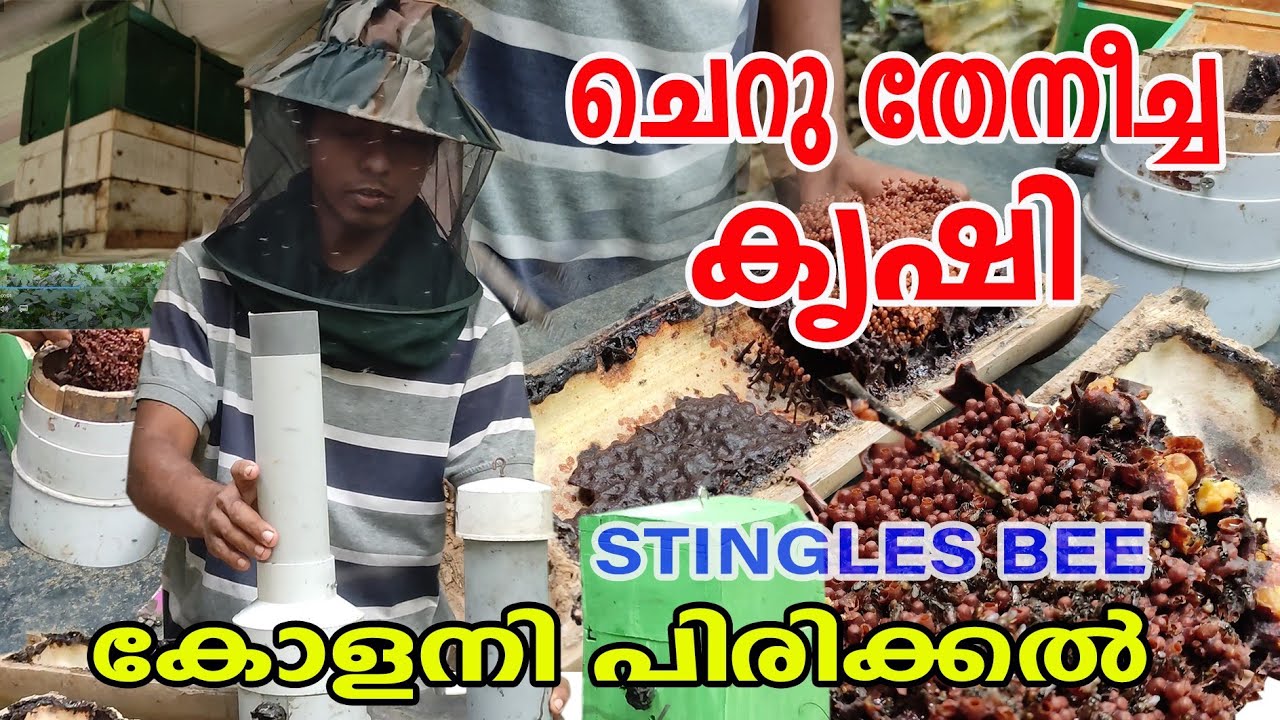 ചെറു തേനീച്ച കൃഷി | PVC BEE TRAPING | STINGLESS BEE FARMING |  NJAANORU MALAYALI