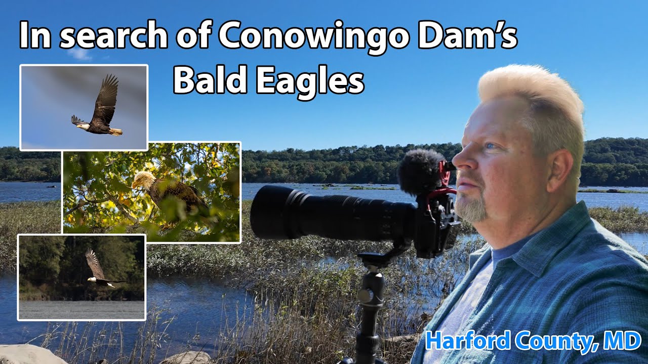 In search of Bald Eagles at Conowingo Dam ~ Hiking and Photography