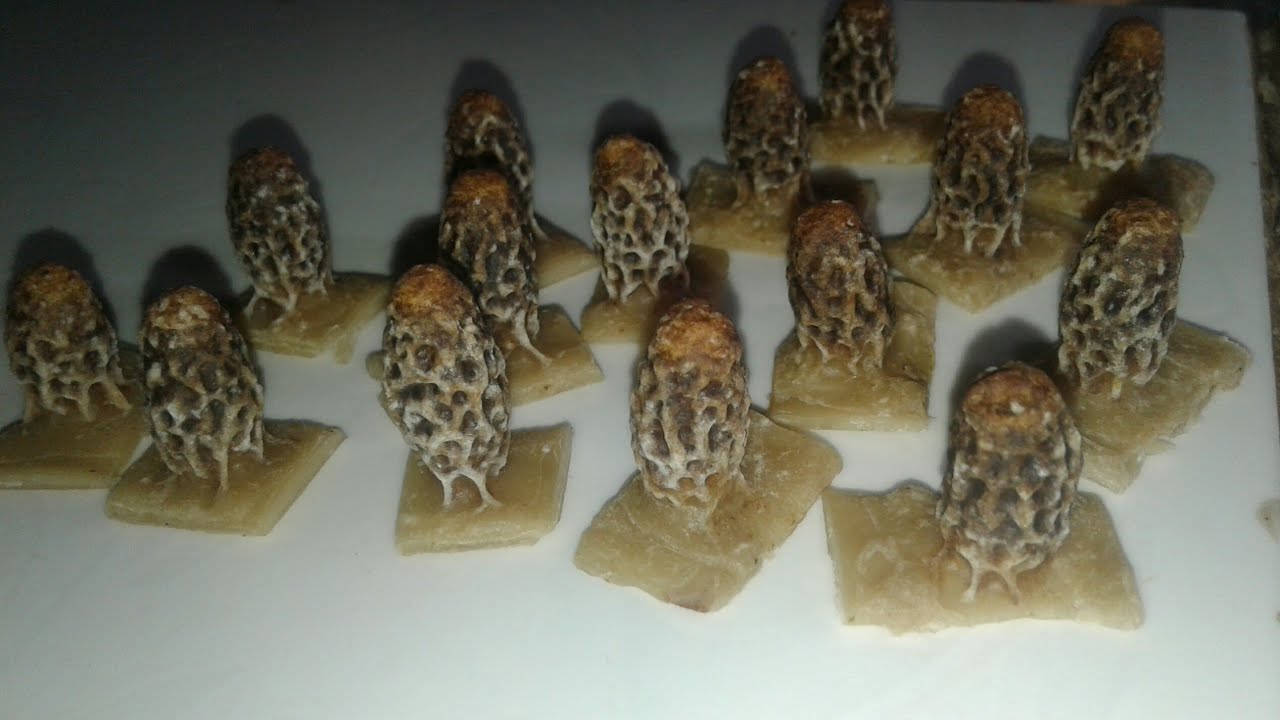 Nascimento das princesas e manejo da introdução nas caixas passo a passo.