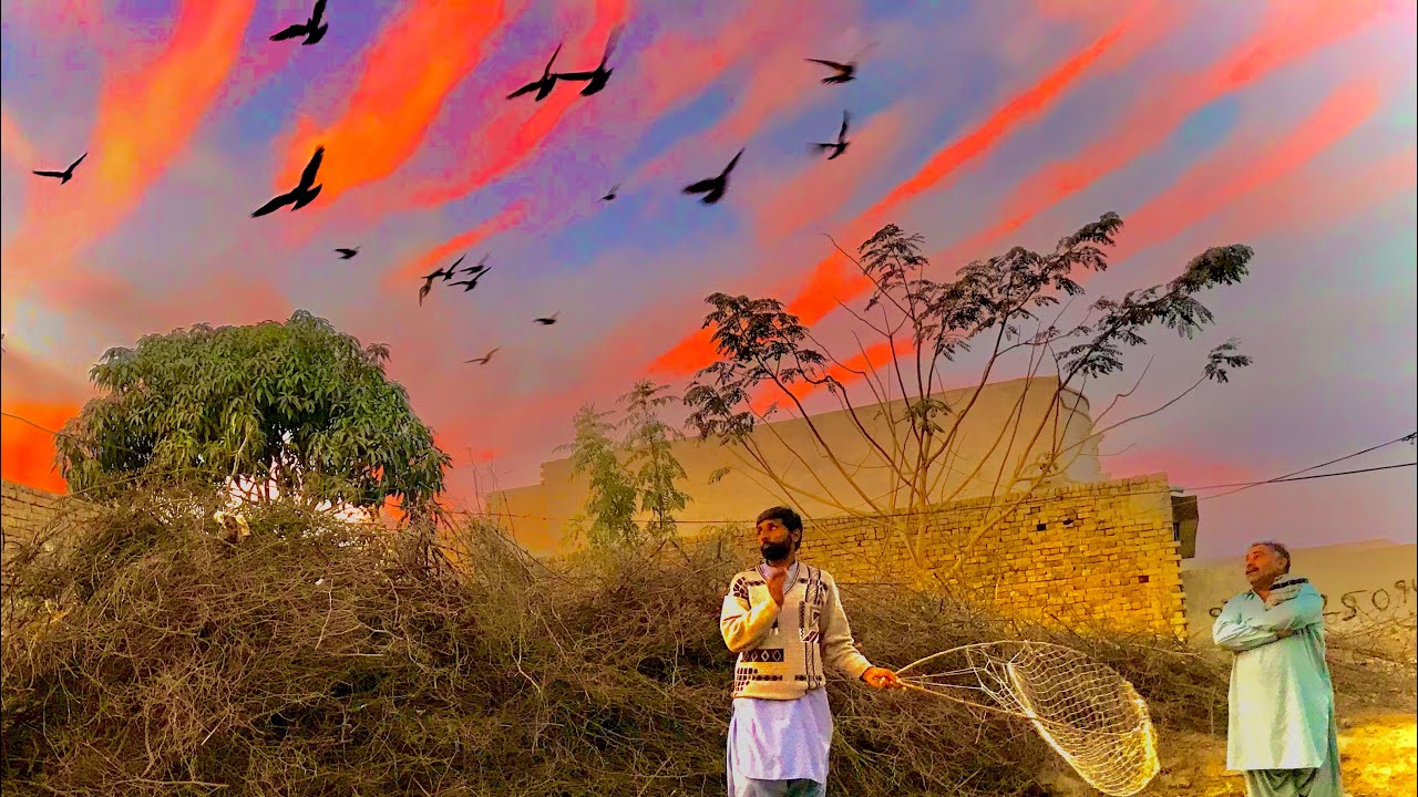 High Speed Kabootar Uraan | Pure Desi Flying Birds