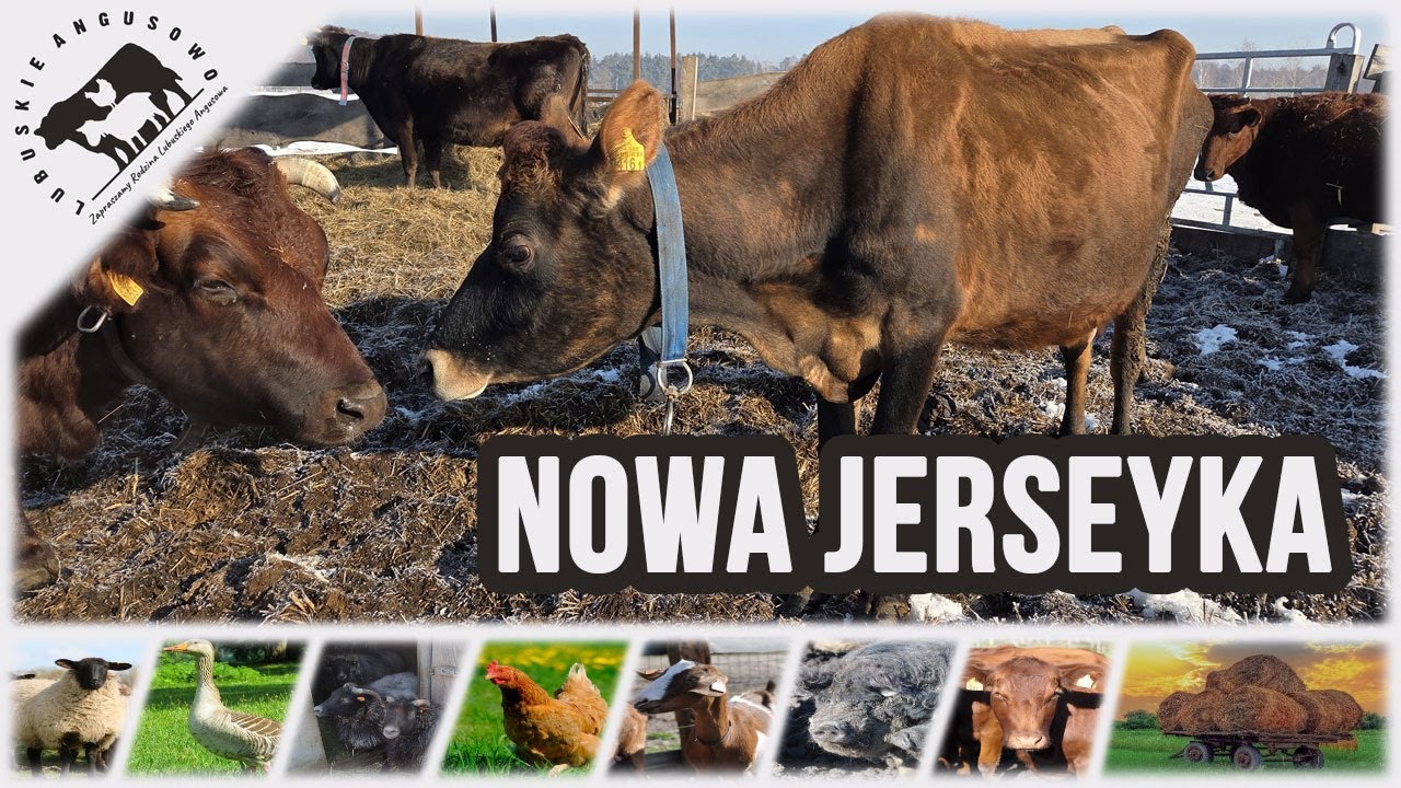 Lubuskie Angusowo - S8 E3 - A jednak!!! Nowa Jersey z nami