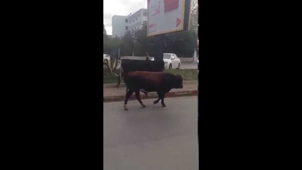 &Ccedil;a se passe &agrave; Guelma en plein centre ville