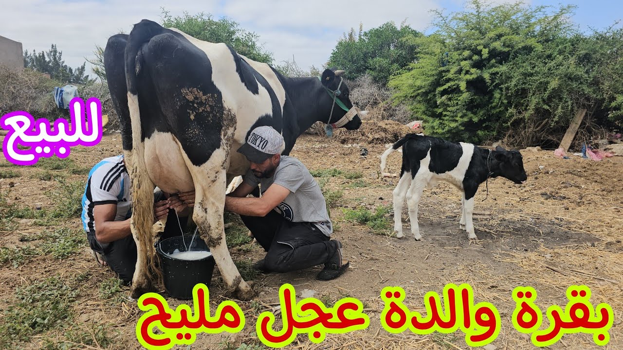 تبارك الله💫 بقرة والدة عجل نواحي الغرب🇲🇦 إتصل 06.17.75.28.00 ألو ولد العيساوي