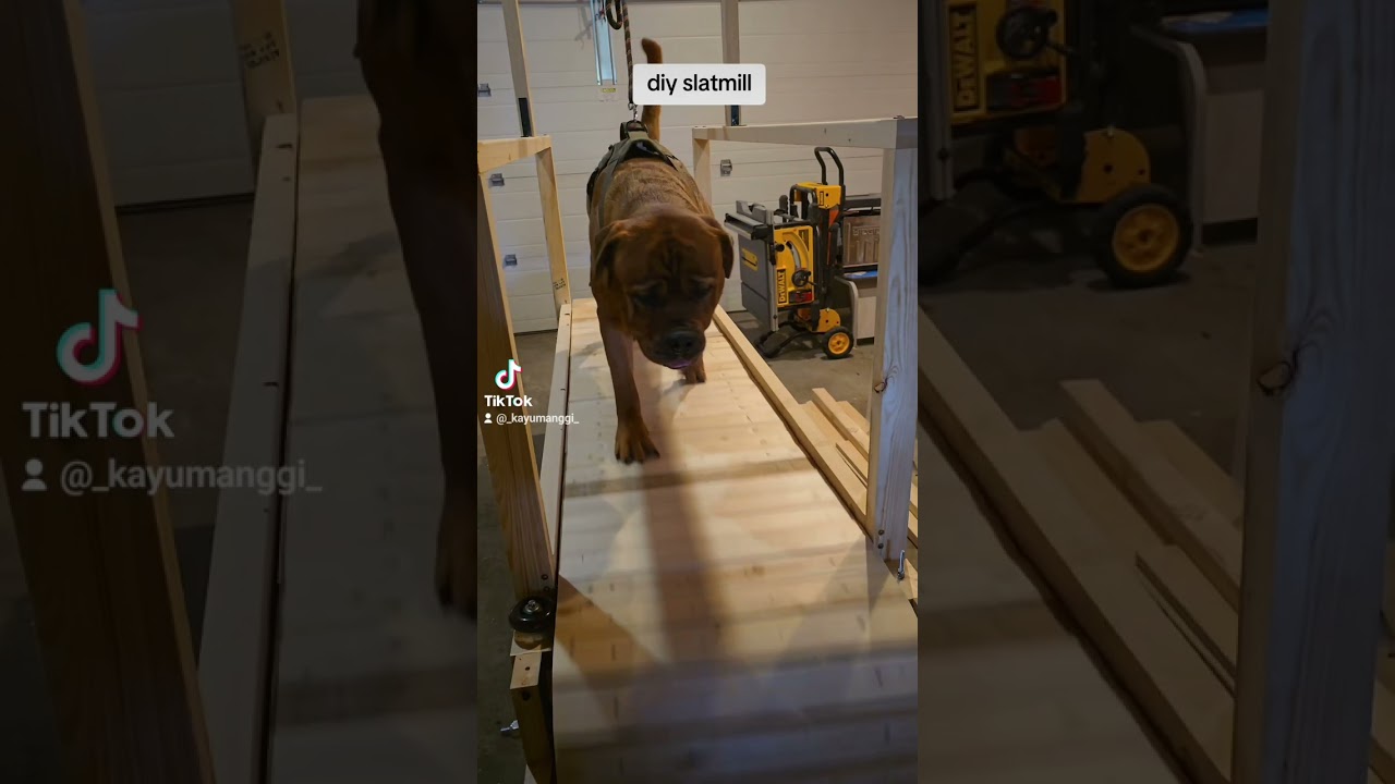 diy slatmill for dogs