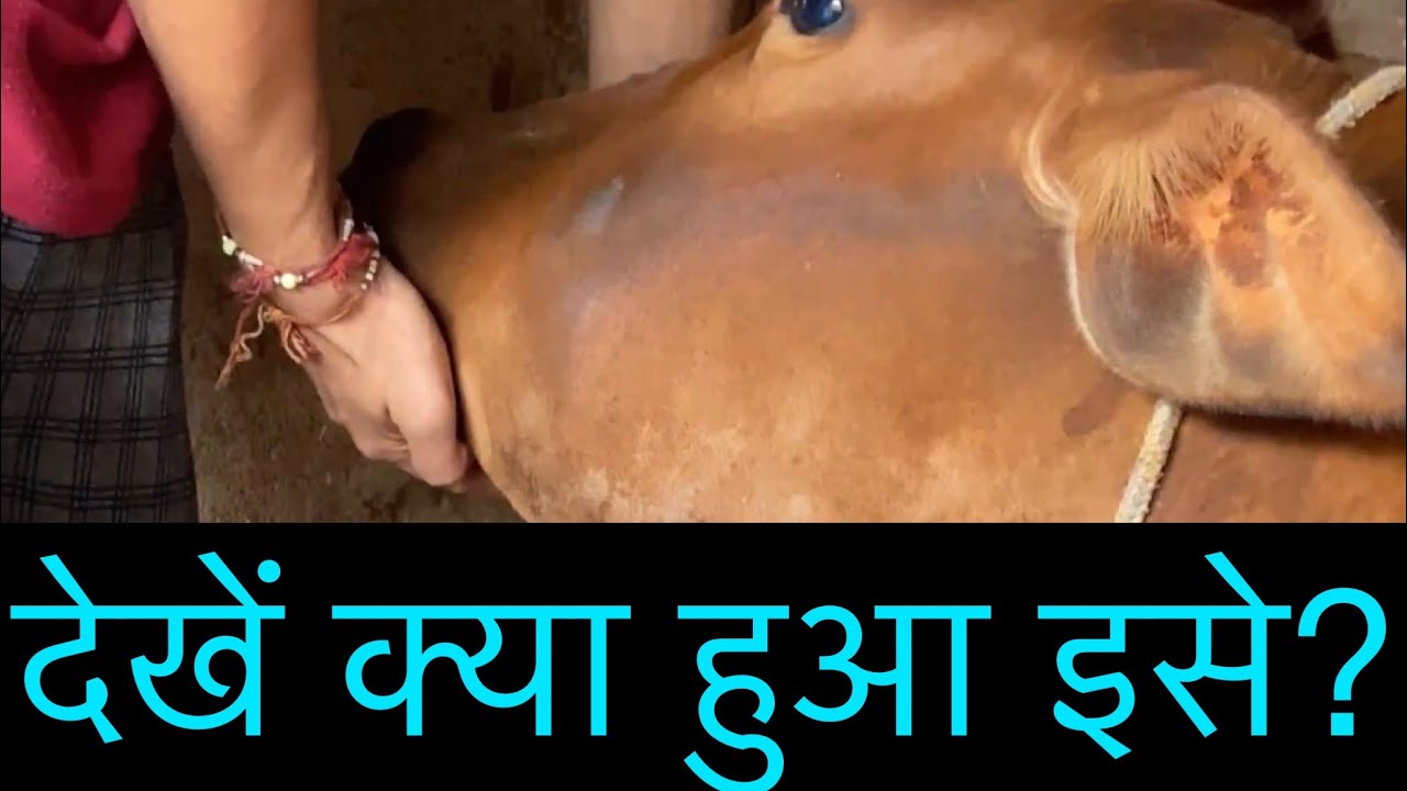 LUMPY JAW / ACTINOMYCOSIS in cattle (dr umar Khan)