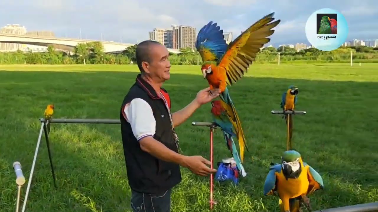 Hybrid Macaws birds camp||| how to traing