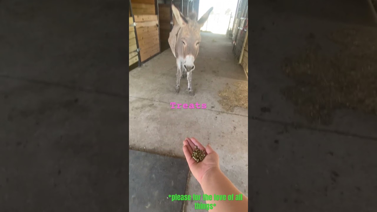 Such a stubborn donkey! #captainequine #horselife#donkey #wow
