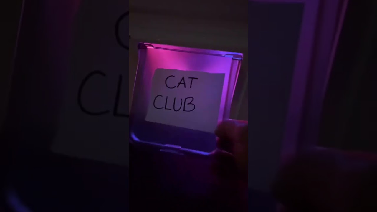 &Ccedil;at club! #viral #catshorts  #shorts #cats #catclub
