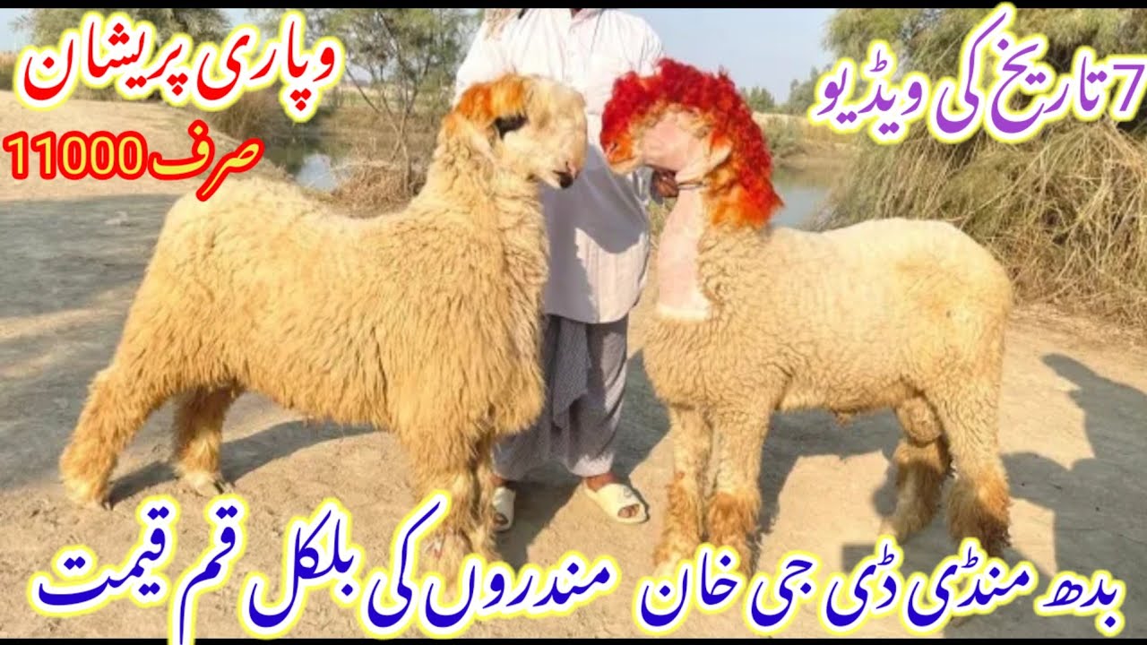 7 January 2026 7تاریخ بدھ منڈی کا ویزٹ کریں ڈی جی خان مندرہ منڈی کی انفارمیشن مندری شیپس کی 