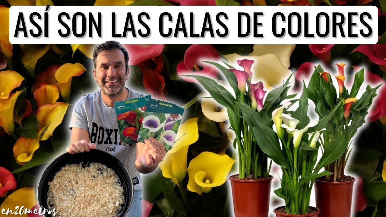 CONSIGUE CALAS DE CIENTOS DE COLORES: cómo cultivar flores cala mini o calas de verano || en20metros