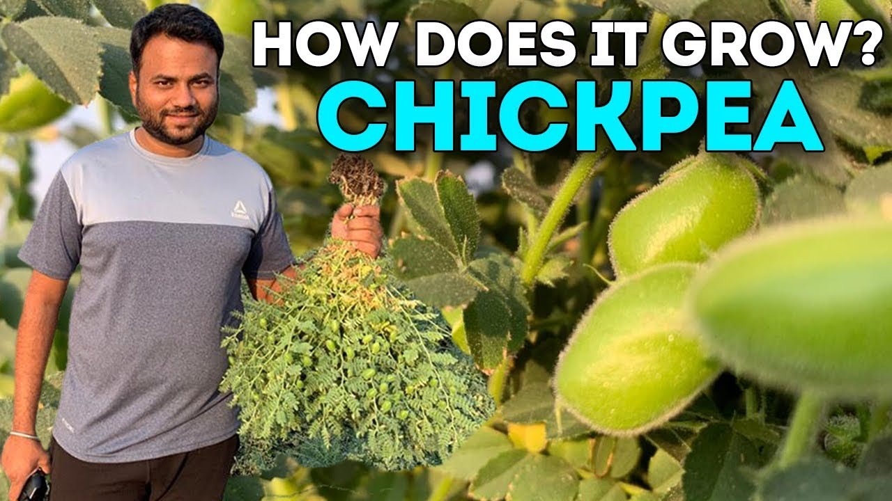 How does it grow chickpea || garbanzo || चने कैसे उगते है || Farming Engineer||