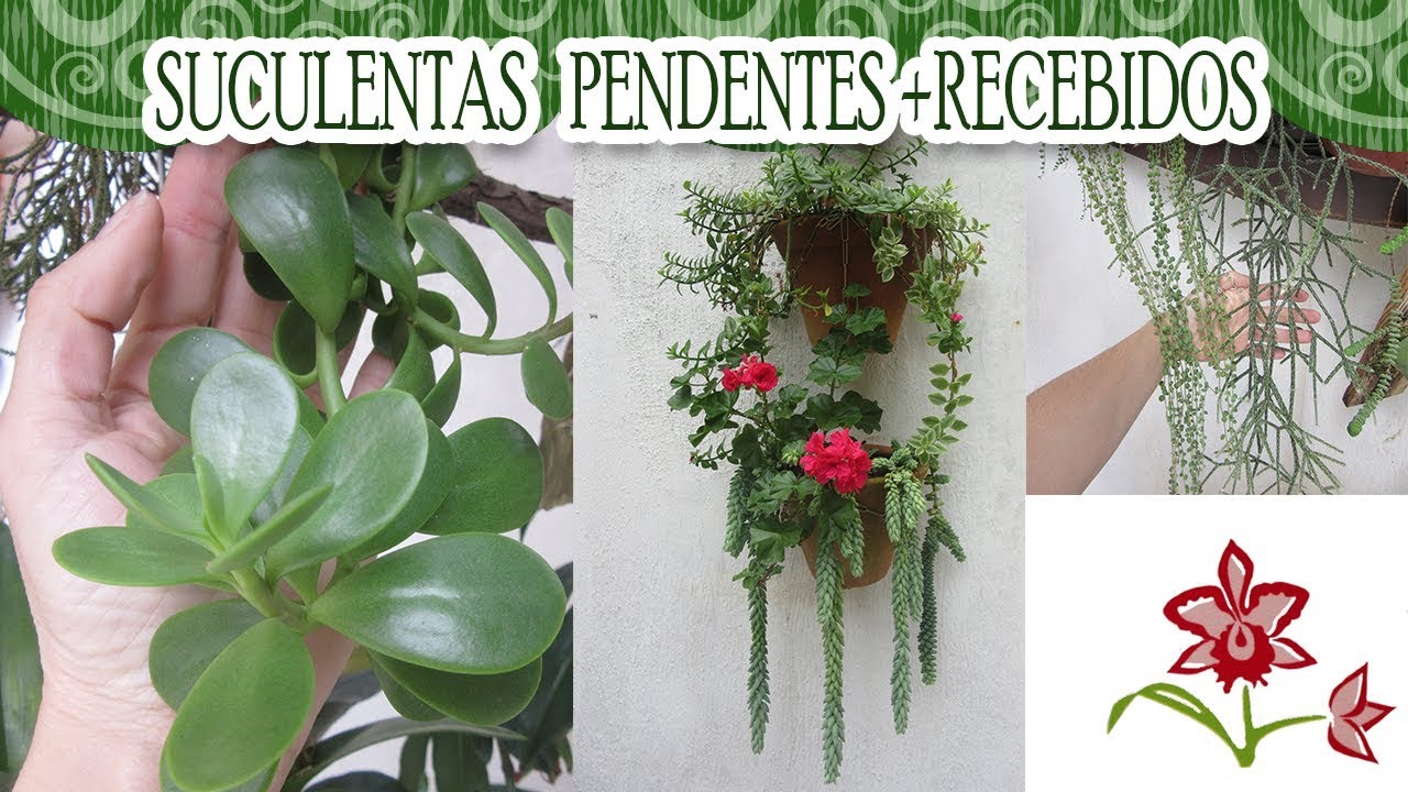Suculentas pendentes + benefício para os inscritos, assistam até o final!