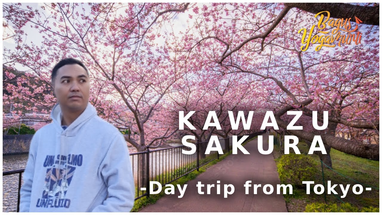 Kawazu Sakura 1 Day Trip dari Tokyo - Tutorial & Tips Perjalanan ke Kawazu