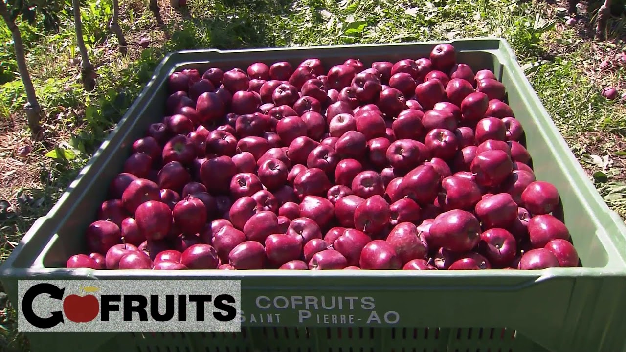 Le mele Red delicious dell'Azienda Lale Demoz