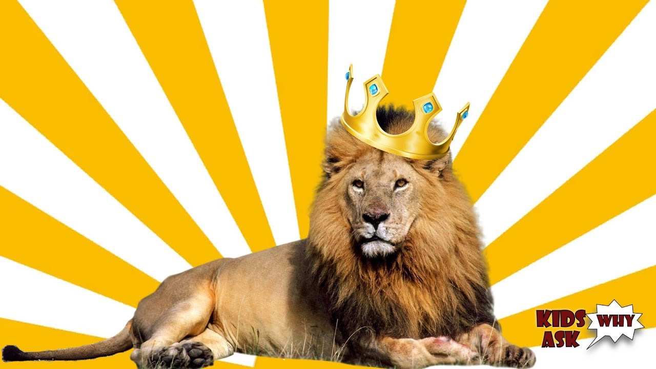 De ce este leul regele junglei?