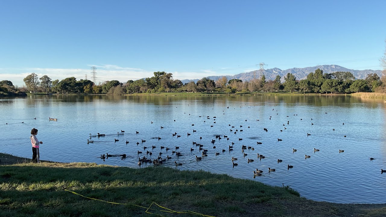 Relaxing Ducks and Geese on a Glistening Lake, minimal talking #relaxation 