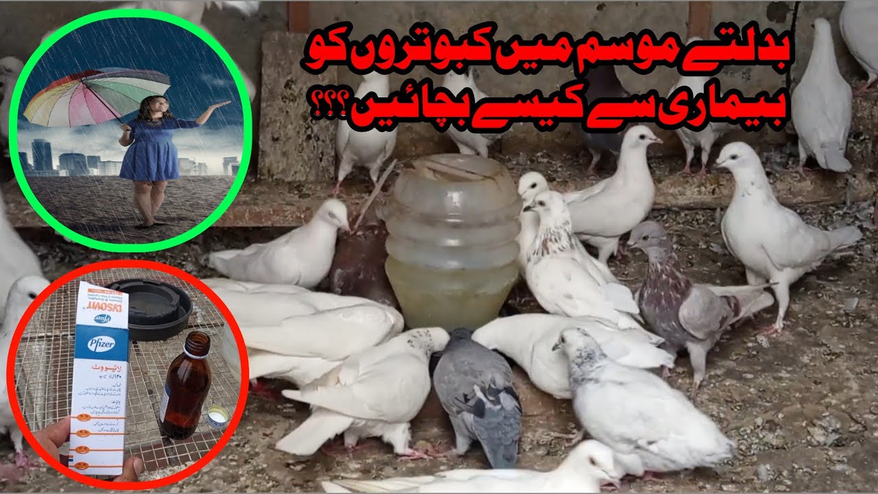 Mosam badal Raha pigeons KO bemari say kesay bachain?? || Kabootar new video
