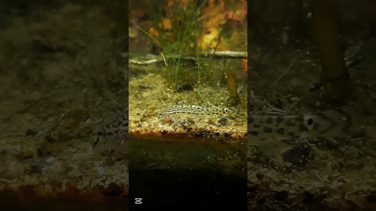 spined loach #mini#ecosystem #loaches  #aquarium