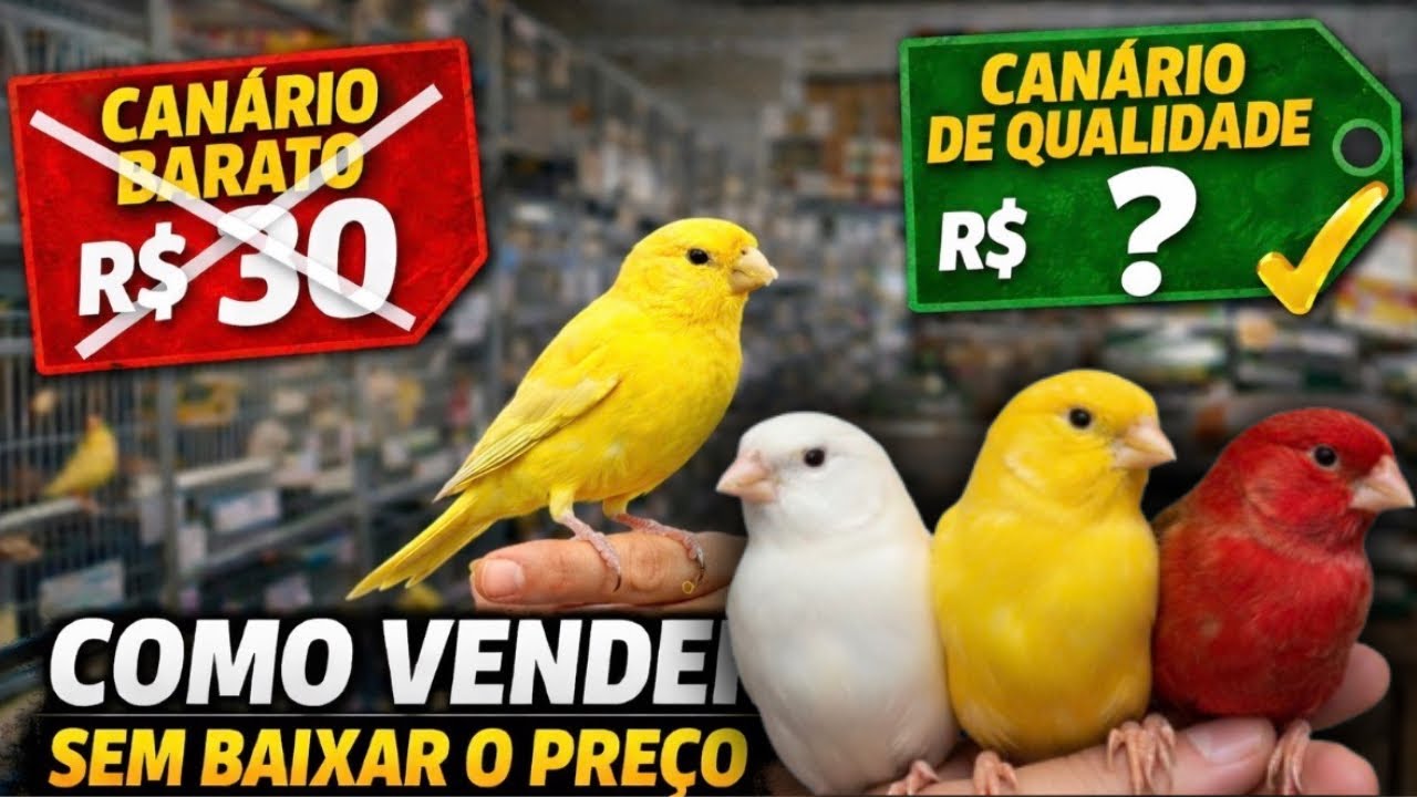 5 dicas pra você vender bem seus canarios