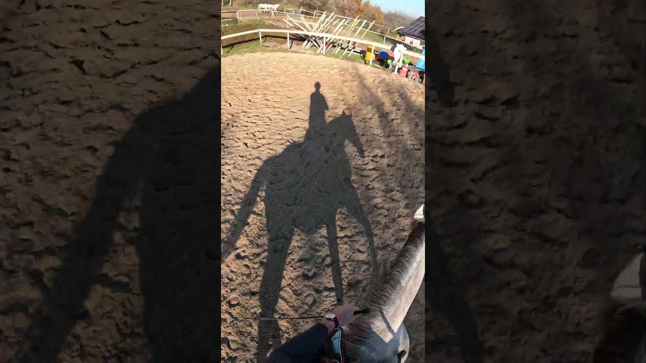 Jeździłaś na siwym koniu?🐴 #koń #cordeo #bridleless #horsemanship #koniki #jazdakonna #jeździectwo
