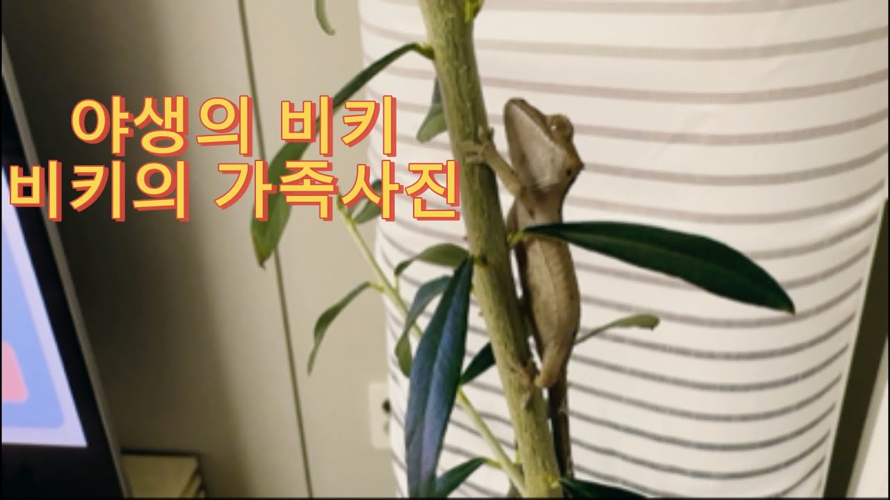 야생의 비키 그리고 비키의 가족사진 (feat 몽실이) @비키의하루