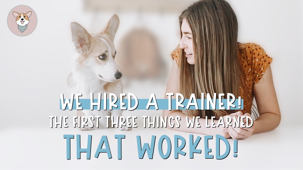 Tips for Training Your Corgi | 3 Tricks to Train Your Dog