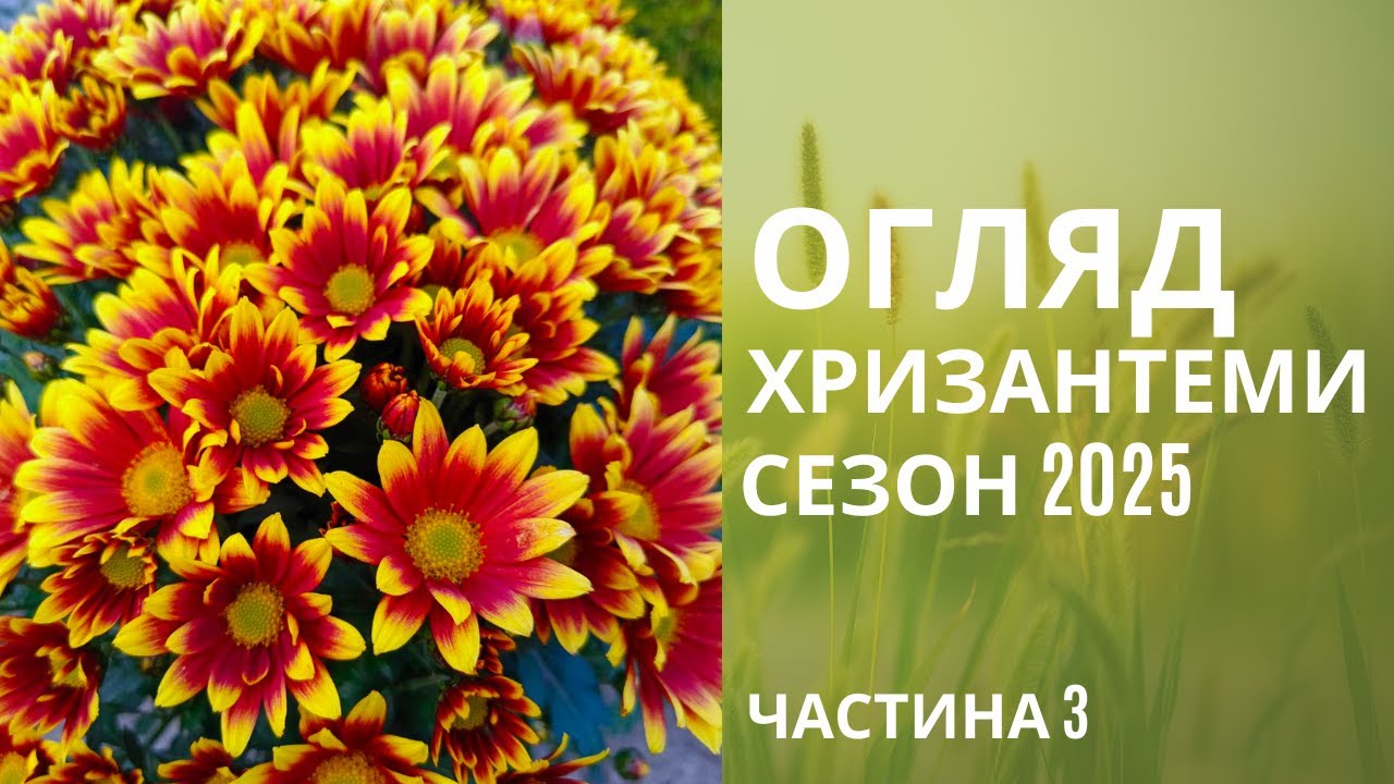 Топ новинок 2025.  Хризантема мультифлора. Огляд сортів. Частина 3.