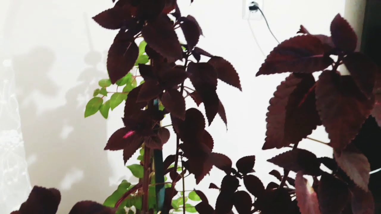 yaprak güzeli çiçeğini birde benden dinleyin 😊