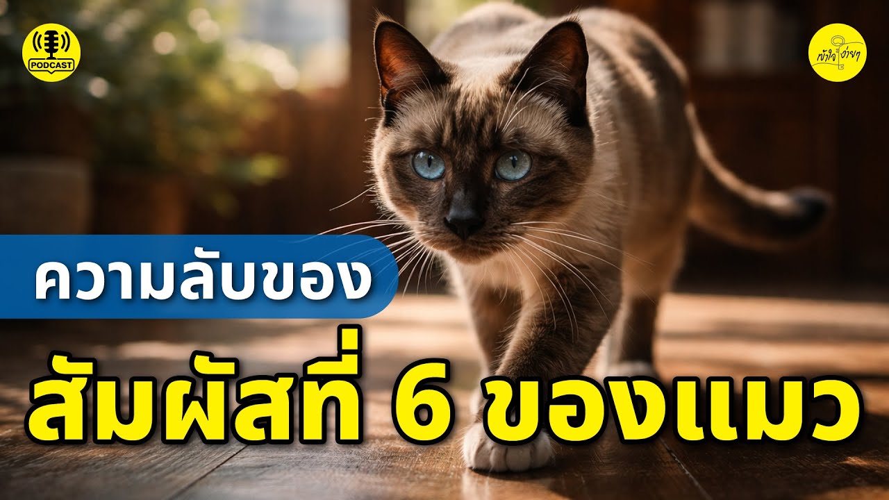 ความลับของสัมผัสที่ 6 ของแมว | เข้าใจง่ายๆ
