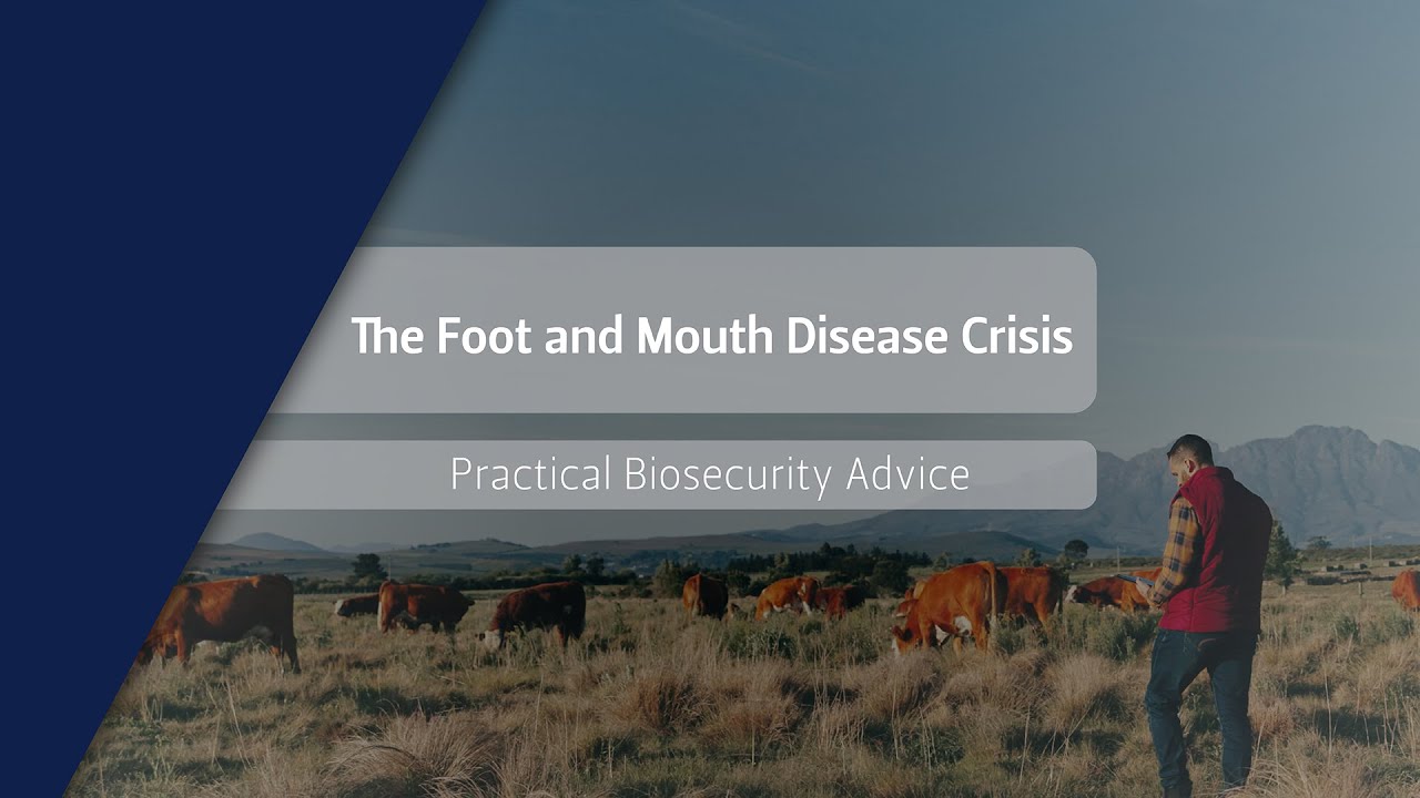 The Foot and Mouth Disease Crisis – Practical Biosecurity Advice