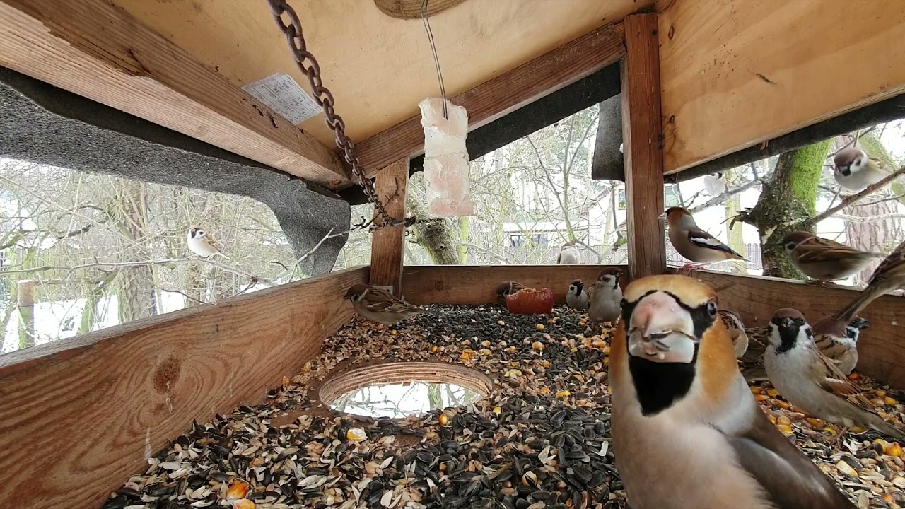 Karmnik Tomka serwuję pokarm dla ptaków zimujących🤤🦢🐧