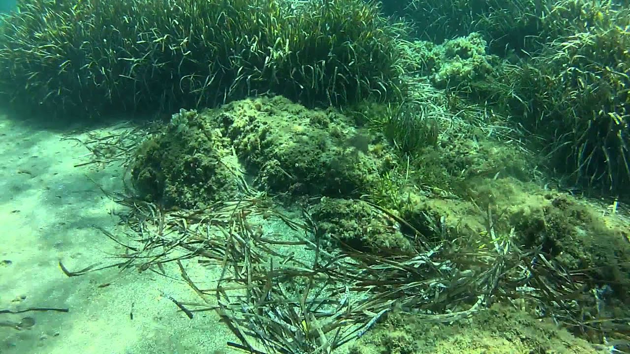 plage les corailleur , saint aygulf 2014