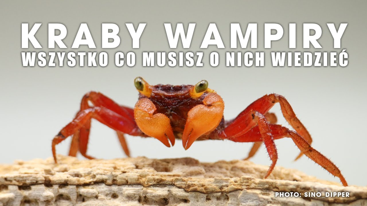 🦀 KRABY WAMPIRY - WSZYSTKO, CO MUSISZ O NICH WIEDZIEĆ (GEOSESARMA)