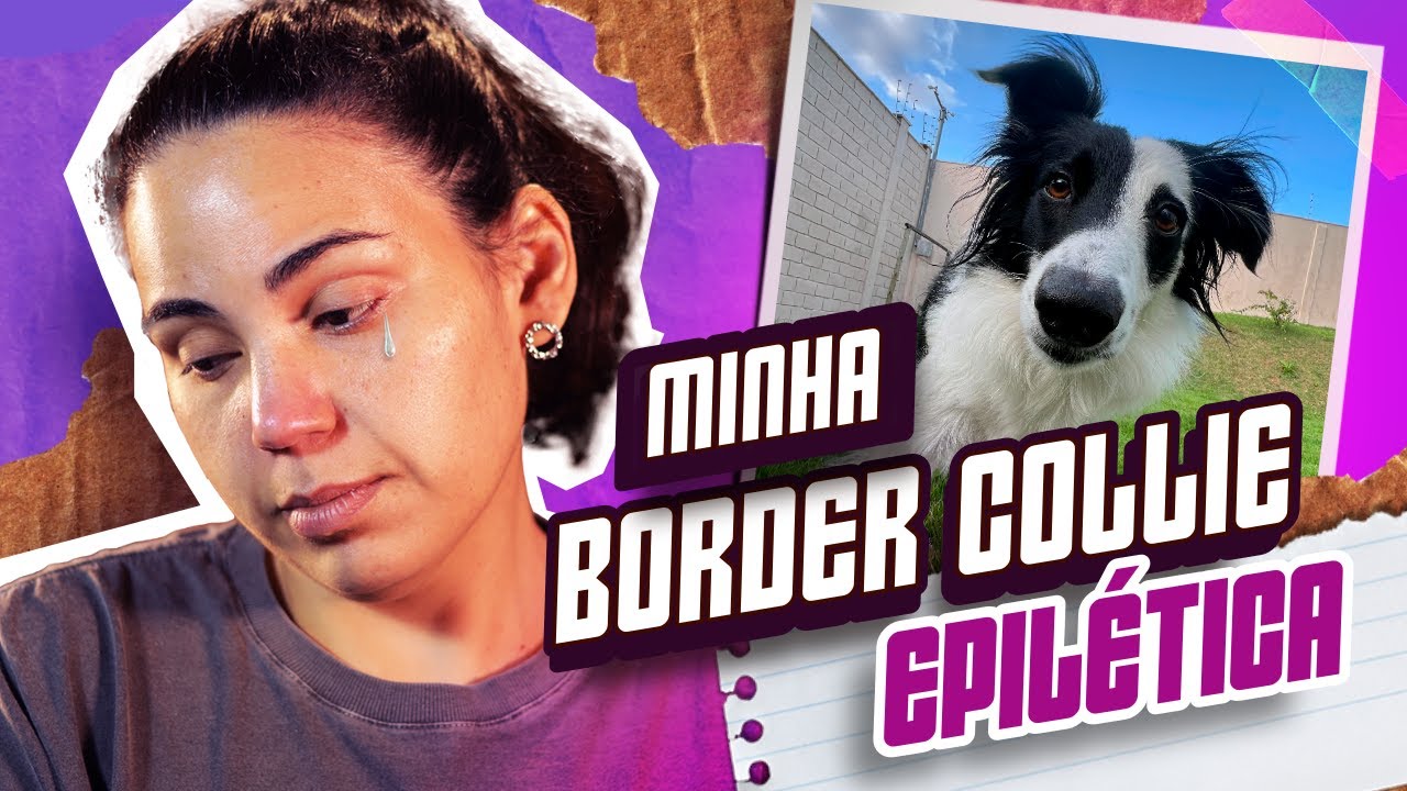 História da minha border collie epilética!