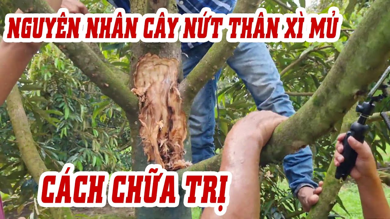 Sầu riêng bị nứt thân xì mũ - Nguyên nhân và cách chữa trị | SIÊU THỊ CÂY GIỐNG WELOFARM