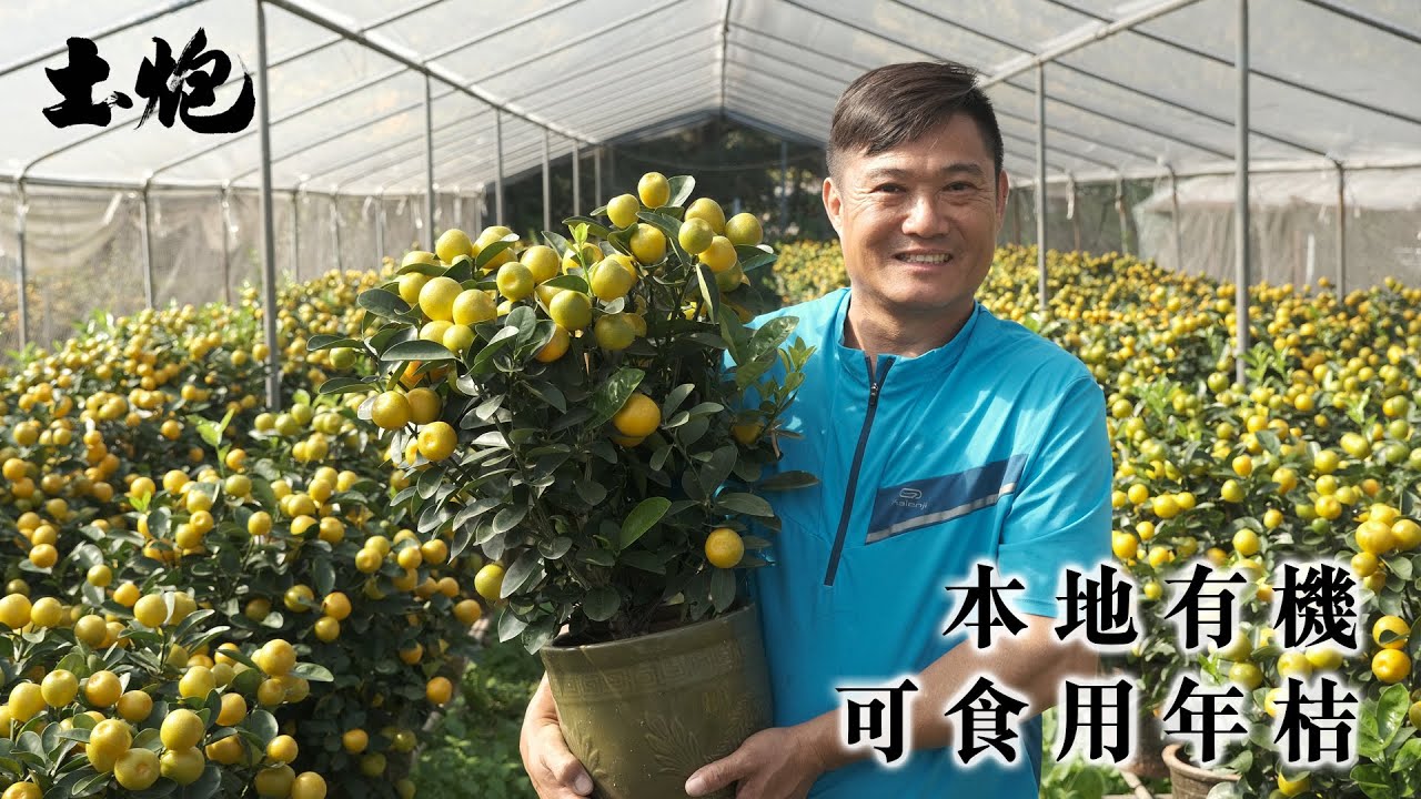 本地農夫以心血灌溉 有機肥料種植可食用年桔：最重要是專注 (#土炮 #本地農夫 #年桔 #香港製造)