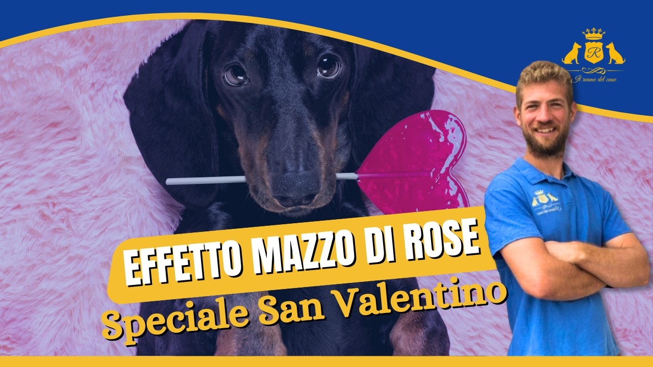 EFFETTO MAZZO DI ROSE: Come migliorare il rapporto con il tuo cane