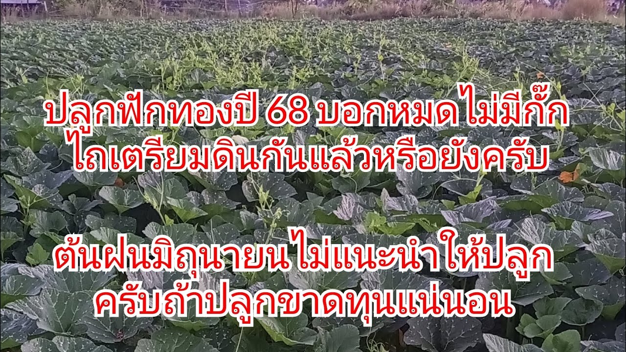ปลูกฟักทองฤดูฝน ต้นเดือนมิถุนายนใครปลูกบ้างครับได้กำไรหรือขาดทุนคอมเมนต์ด้านล่างคลิปให้ฟังหน่อยครับ