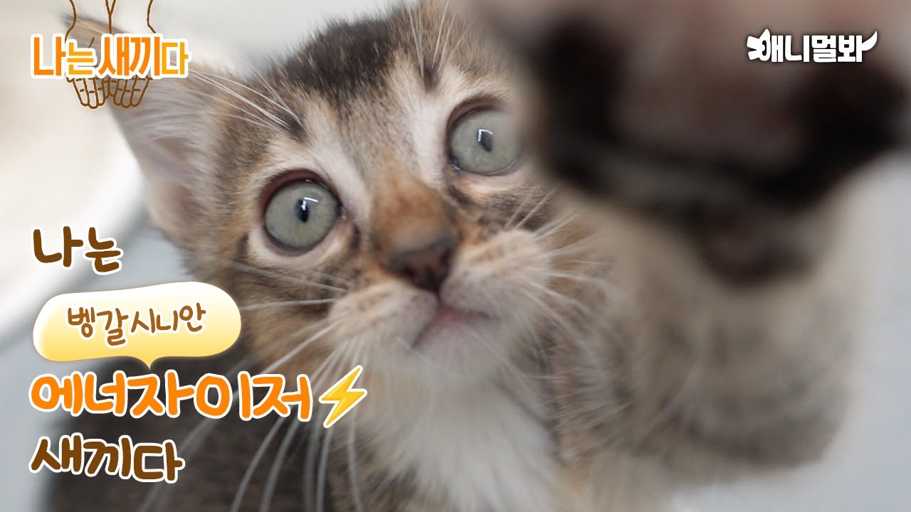 나는 태어난 지 62일된 벵갈시니안 고양이 새끼다 [애니멀봐 나새끼 70호]ㅣI&rsquo;m a 62 days old Bengalsinian kitten Baby